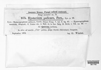 Hysterium pulicare image